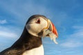 Portrait of Atlantic puffin with sand eels in the beak against blue sky Royalty Free Stock Photo