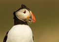 Portrait of Atlantic puffin with sand eels Royalty Free Stock Photo