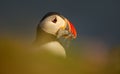 Portrait of Atlantic puffin with sand eels in its beak Royalty Free Stock Photo