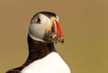 Portrait of Atlantic puffin with sand eels in its beak Royalty Free Stock Photo