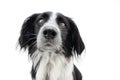 Portrait attentive border collie dog looking at camera. Isolated on white background Royalty Free Stock Photo