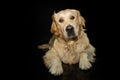 Portrait attentive labrador retriever puppy dog lying down and tilting head side. Isolated on black background