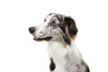 Portrait attentive merle border collie profile looking side. Isolated on white background