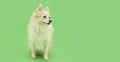 Portrait attentive pomeranian puppy sog looking away. Isolated on green background