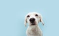 Portrait attentive puppy dog looking up with colored eyes. Isolated on blue background