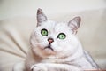 Portrait of attentive resting on the sofa white-grey cat with beautiful big green eyes Royalty Free Stock Photo