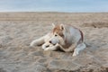 Portrait Of Attentive Siberian Husky Dog Lying On Sea Front At Sunset