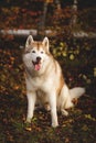 Portrait of attentive Siberian Husky dog sitting in the bright enchanting fall forest