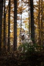 Portrait of attentive Siberian Husky dog sittng in the dark mysterious fall forest at dusk