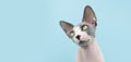 Portrait attentive sphynx cat begging food. isolated on blue background