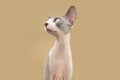 Portrait attentive sphynx cat looking away. Isolated on beige background