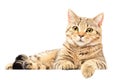 Portrait of attractive cat Scottish Straigh Royalty Free Stock Photo