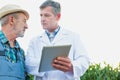 Attractive Crop scientist wearing lab coat showing digital tablet to senior farmer against corn plant growing in field Royalty Free Stock Photo