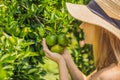 Portrait of Attractive Farmer Woman is Harvesting Orange in Organic Farm, Cheerful Girl in Happiness Emotion While Royalty Free Stock Photo