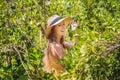 Portrait of Attractive Farmer Woman is Harvesting Orange in Organic Farm, Cheerful Girl in Happiness Emotion While Royalty Free Stock Photo