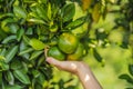 Portrait of Attractive Farmer Woman is Harvesting Orange in Organic Farm, Cheerful Girl in Happiness Emotion While Royalty Free Stock Photo