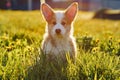 Portrait of attractive little brown white dog welsh pembroke corgi sitting on green grass in park, looking at camera. Royalty Free Stock Photo