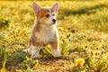 Portrait of attractive young brown white dog welsh pembroke corgi standing on green grass near field of dandelions. Royalty Free Stock Photo