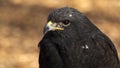 Portrait of an augur buzzard Royalty Free Stock Photo