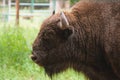 Portrait of the aurochs