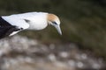 Portrait of australasian gannet in flight, showing its remarkable  tinged buff-yellow head, with a pale blue-grey bill edged in Royalty Free Stock Photo