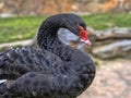 Portrait of Australian Black Swan, Cygnus atratus Royalty Free Stock Photo