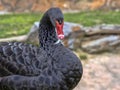 Portrait of Australian Black Swan, Cygnus atratus Royalty Free Stock Photo