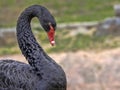 Portrait of Australian Black Swan, Cygnus atratus Royalty Free Stock Photo