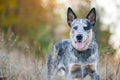 Portrait of Australian cattle dog