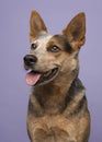Portrait of a australian cattle dog looking away to the left on a purple background