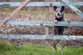 Beauty portrait of Australian cattle dog Royalty Free Stock Photo