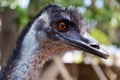 Portrait of Australian Emu bird Dromaius novaehollandiae.View of an Emu`s head and neck close up.
