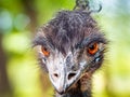 Portrait of an Australian Emu bird looking at camera. Royalty Free Stock Photo