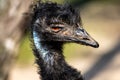 Portrait of Australian Emu Dromaius novaehollandiae, view of neck and head