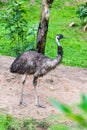 Portrait of Australian emu is walking. Royalty Free Stock Photo