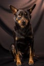 Portrait of an Australian Kelpie dog in a studio on a dark background Royalty Free Stock Photo