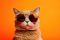 Portrait Australian Mist Cat With Sunglasses Orange Background