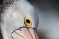 Close up Portrait of Australian Pelican with yellow eyes Pelecanus conspicillatus Australia