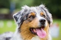 Portrait of an Australian Shepherd dog