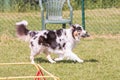 Australian shepherd dog living in belgium Royalty Free Stock Photo