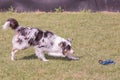 Australian shepherd dog living in belgium Royalty Free Stock Photo