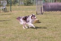 Australian shepherd dog living in belgium Royalty Free Stock Photo