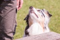 Australian shepherd dog living in belgium Royalty Free Stock Photo