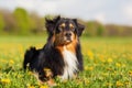 Portrait of an Australian Shepherd dog