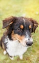 Portrait Australian Shepherd Royalty Free Stock Photo