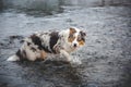 Portrait of Australian Shepherd puppy bathing in water in Beskydy mountains, Czech Republic. Enjoying the water and looking for