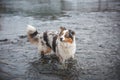 Portrait of Australian Shepherd puppy bathing in water in Beskydy mountains, Czech Republic. Enjoying the water and looking for