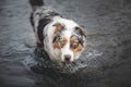 Portrait of Australian Shepherd puppy bathing in water in Beskydy mountains, Czech Republic. Enjoying the water and looking for