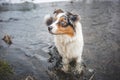 Portrait of Australian Shepherd puppy bathing in water in Beskydy mountains, Czech Republic. Enjoying the water and looking for