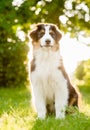 Portrait australian shepherd puppy sitting on green grass